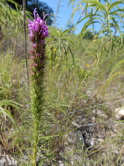 Liatris aestivalis