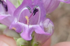 Penstemon deaveri