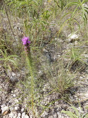 Liatris aestivalis