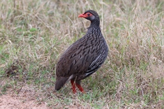 Pternistis afer castaneiventer