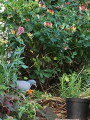 Columba palumbus