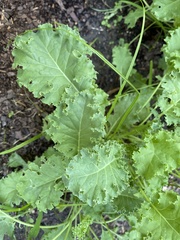 Lactuca sativa