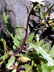 Leucanthemum halleri