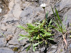 Leucanthemum halleri