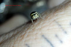 Sassacus papenhoei