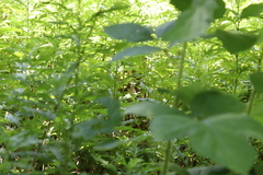 Megisto cymela cymela