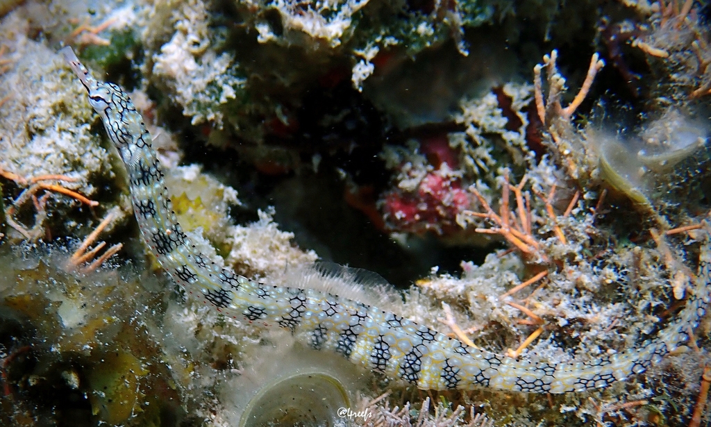 Reticulate Pipefish