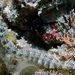 Corythoichthys conspicillatus - Photo (c) D. Torres-Pulliza, osa oikeuksista pidätetään (CC BY-NC), lähettänyt D. Torres-Pulliza