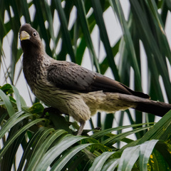 Crinifer piscator