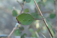 Coprosma rubra