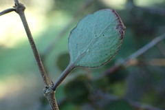Coprosma rubra