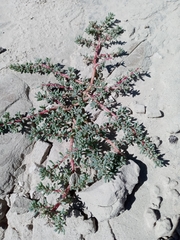 Halogeton glomeratus