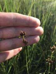 Cladium mariscoides
