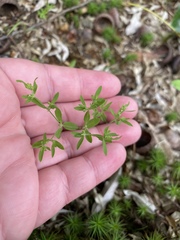 Paronychia fastigiata