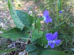 Viola novae-angliae