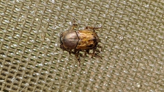 Euoniticellus fulvus