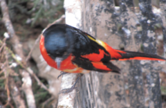 Pericrocotus ethologus