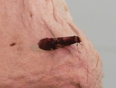 Lepidoscia lainodes