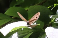 Megisto cymela cymela