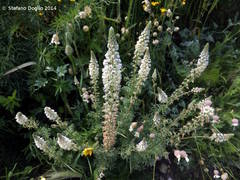 Reseda alba