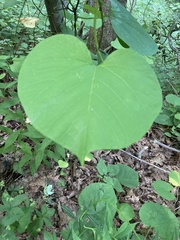 Aristolochia macrophylla
