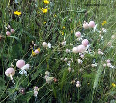 Silene vulgaris