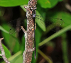 Lestes vigilax