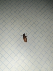 Brachyderes incanus