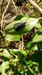 Ctenucha multifaria