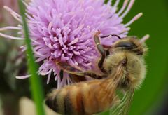 Apis mellifera