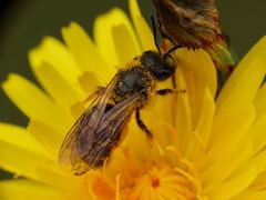 Halictus