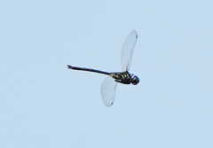 Somatochlora margarita