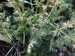 Reseda alba