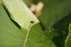 Haemaphysalis longicornis