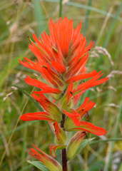 Castilleja miniata dixonii