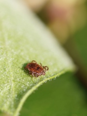 Haemaphysalis longicornis