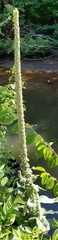 Verbascum thapsus