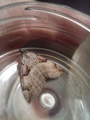 Aplocera praeformata