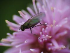 Diptera