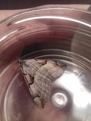 Aplocera praeformata