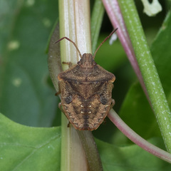 Dendrocoris
