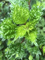 Urtica thunbergiana