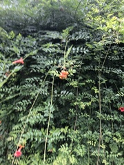 Campsis grandiflora