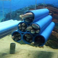 Whitespotted Conger photo 2