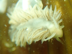 Fiona pinnata