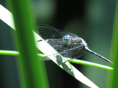 Micrathyria hypodidyma