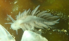 Fiona pinnata