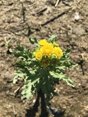 Tephroseris palustris