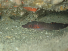 Lepadogaster candolii