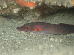 Lepadogaster candolii